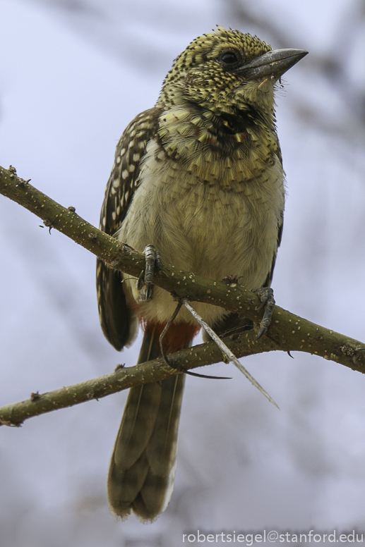 barbet